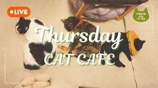 【お正月ライブ配信①】猫カフェお休みタイムの見守りカメラ | Live from a Cat Café in Tokyo ☕ Relaxing Music & Cozy Cat
