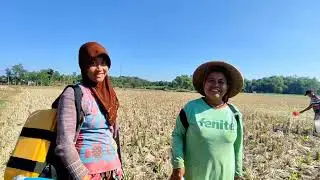 Petani jagung di Blora 