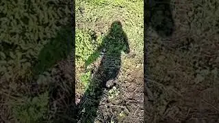 Сосновая роща. П. Ючка