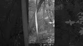 Red fox on trail cam in Maryland