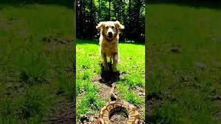 Curious Creature Gets a Big Scare from an Unexpected Visitor!