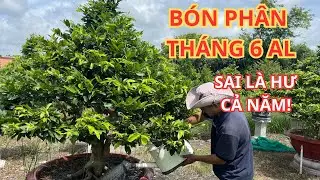 Th&aacute;ng 6 &Acirc;m &ndash; B&Oacute;N PH&Acirc;N SAO CHO HỢP? | C&aacute;ch Gi&uacute;p C&acirc;y MAI Bung Đọt Mạnh, Kh&ocirc;ng V&agrave;ng L&aacute;!
