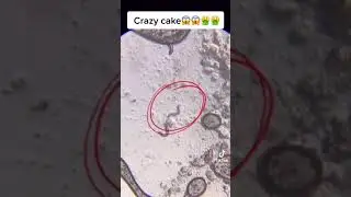 Microscopicview of worms floating on a cake scary footage