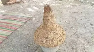 (Đx))M540 gl củ thi&ecirc;n tuế 650k LH 0707713796 Khương bonsai 