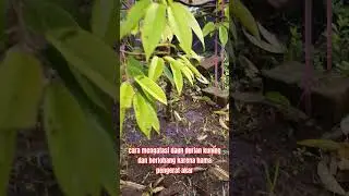 cara mengatasi daun kuning pada durian dengan diazinon#shorts