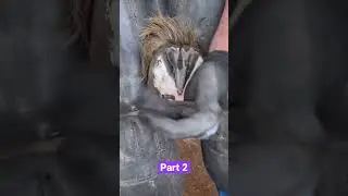 #hoof #oddlysatisfying #restoration #satisfying #asmr #relaxing #horses
