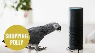 Parrot orders online via Amazon's Alexa