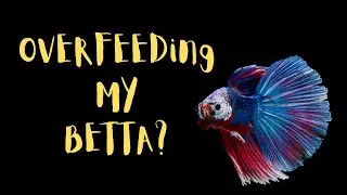 Overfeeding Betta Fish