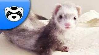 Dramatic Ferret