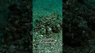 Solar Powered Sea Slug!