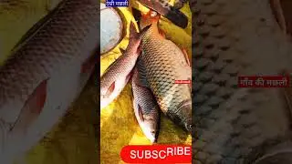 #desi machhli#/#desi fish# #youtubeshortvidio #fish