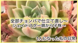 [多肉植物]ジェイドスター全部チョンパで仕立て直し〜チョンパ後のジェイドスター錦から子株^_^1人になった私の戯言