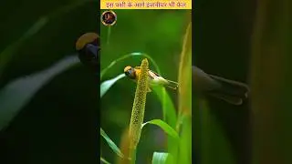 The Engineer Bird #bird #amazingfacts #psycholgyfacts #unplannedfacts #vitalshorts
