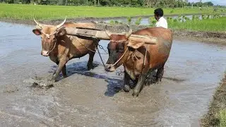 Nattu Madu Vs Framer Training| Bullock Working Style In Village | Bullockcart racing videos | cow