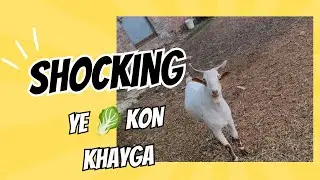 Cabbage Wars: Goats vs Greens || 