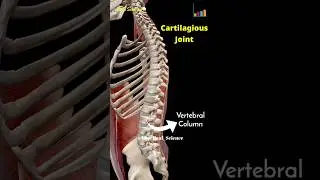 Cartilaginous joint & Fibrous joint #shorts