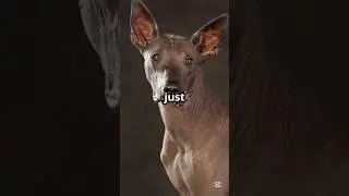 Discover the Mystical Xoloitzcuintli: The Aztec's Sacred Dog #shorts #animals #dogs