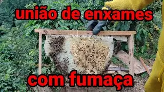 para diminuir os custos, fazendo a união de enxames com fumaça