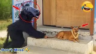 Fake small gorilla vs dog prank funniest dogs scared try to not laugh boom fun tv