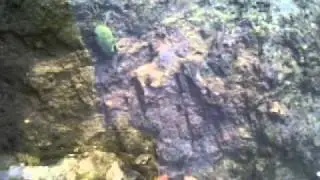 Polingey creek - little crabs