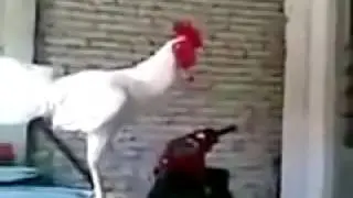 funny cocck