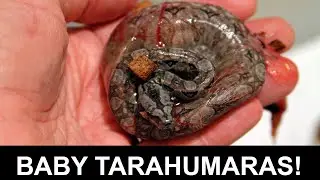 Tarahumara Mountain Dwarf Boa litter #2 2025
