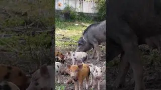 Adorable Piglet Sounds (Baby Pigs Playing and Squealing)