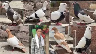 Vicky Nagar bhai ke kabutaro ka shok sonipat se #Sonipatkabutarbaazi