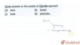 Spines present on the areoles of Opunita represent  | 11 | MORPHOLOGY OF FLOWERING PLANTS | BIOL...