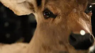 ANIMALES DESDISECADOS