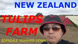 TULIPS FLOWER IN FARM | SOUTH ISLAND NZ | TRAVEL TRIP | DUNEDIN TO INVERCARGIL | NEW ZEALAND 2023