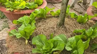 GÓC NHỎ NHÀ VƯỜN P1