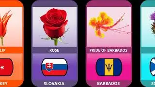 comparison national flower from different countries