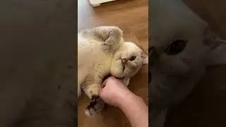 Golden Toto&rsquo;s Sweet Cuddles! 😻💖 British Shorthair Kitten's Adorable Moment | Tiny Paw Kittens