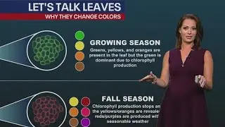 Leaf Language: Why do trees change color in the fall?