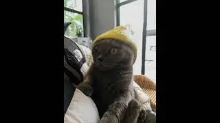 hahahaha #cat #omgfunny #funny #cute #pets