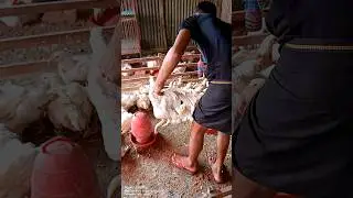 Amazing chicken cutting skills.