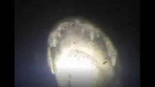 DTG2 Finds Alligator during Storm Water Pipe Inspection | Deep Trekker