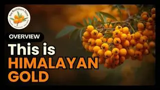 Sea Buckthorn called Himalayan Gold ✨ Why is Sea Buckthorn so Special?