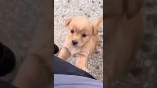 #shortvideo #Meena mukbang vlog #youtube #Dog