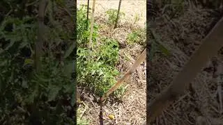zucchini and tomato plants