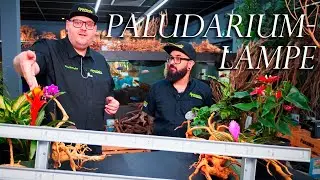 Paludarium-Beleuchtung aus dem Hause Daytime - Growtime 