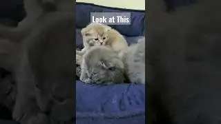 #supercuteanimals