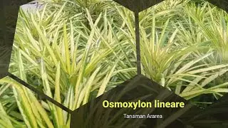 Mengenal Tanaman Osmoxylon lineare (Ararea/Miagos Bush)