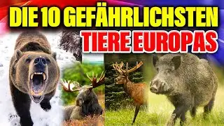 Die 10 GEF&Auml;HRLICHSTEN Tiere Europas 🐍😳