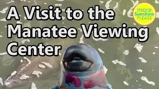 A Visit to the Manatee Viewing Center in Apollo Beach, Florida - vlog