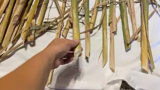 Harvesting Cattails for Weaving