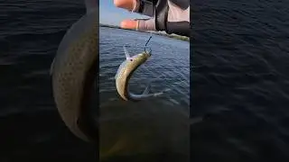 Possibly my favorite big snook fishing bait! #shorts #fishing #fishingvideo #fish #fishinglife