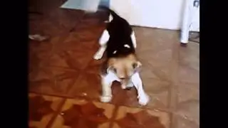 Snoop the Brooklyn Beagle