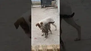 Dog and Cat Love🥰